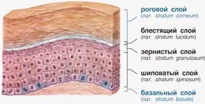 Почему так важно восстановление липидного слоя кожи