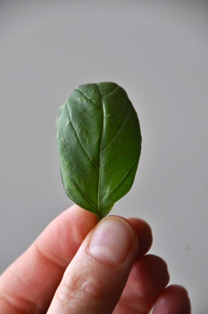Holding up a fresh basil leaf